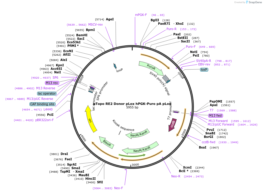 171049-plasmid-map-sequence-id-337579