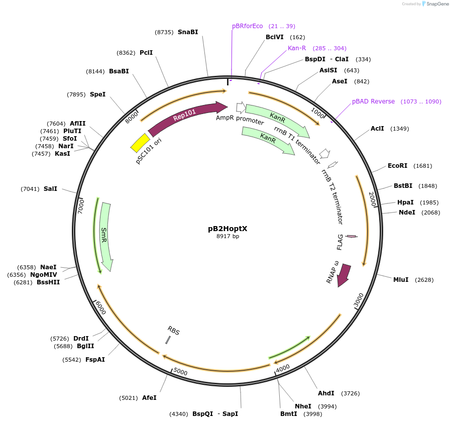 163832-plasmid-map-sequence-id-337598