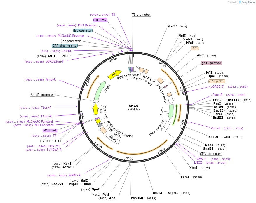 171943-plasmid-map-sequence-id-337599