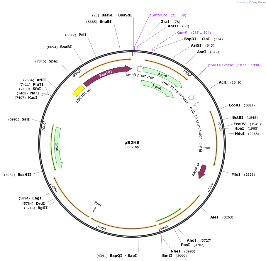 163835-plasmid-map-sequence-id-337603