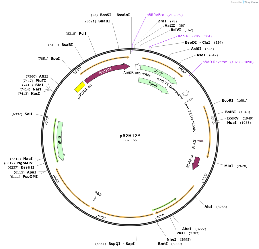 163838-plasmid-map-sequence-id-337609