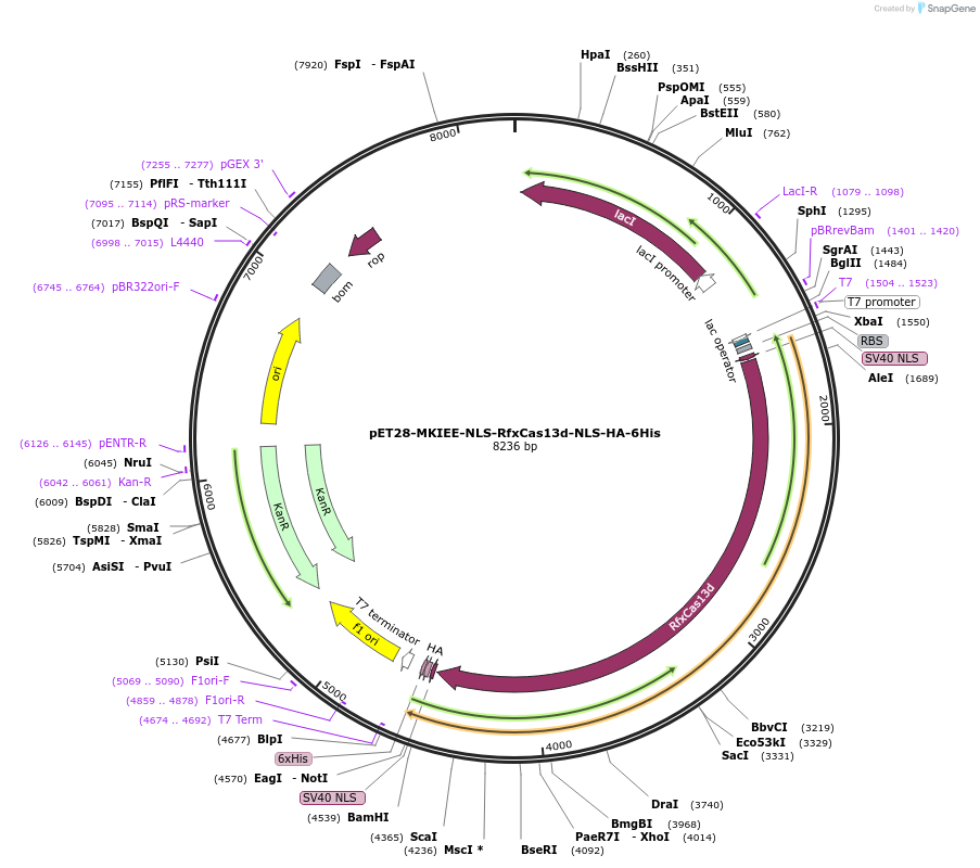 171587-plasmid-map-sequence-id-337610