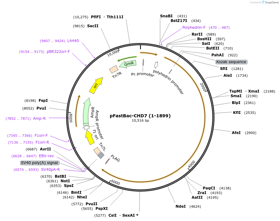 170143-plasmid-map-sequence-id-337611