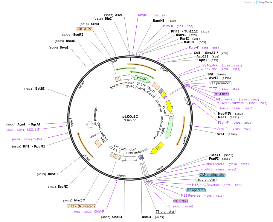139470-plasmid-map-sequence-id-337626
