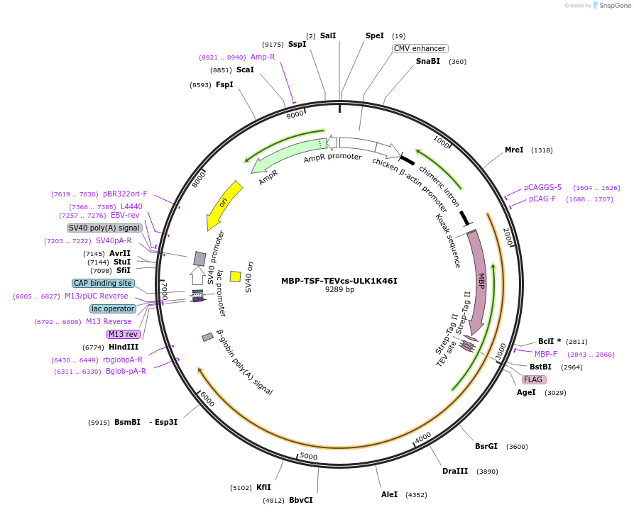 171417-plasmid-map-sequence-id-337635