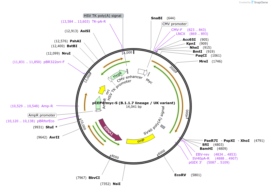 169848-plasmid-map-sequence-id-337636
