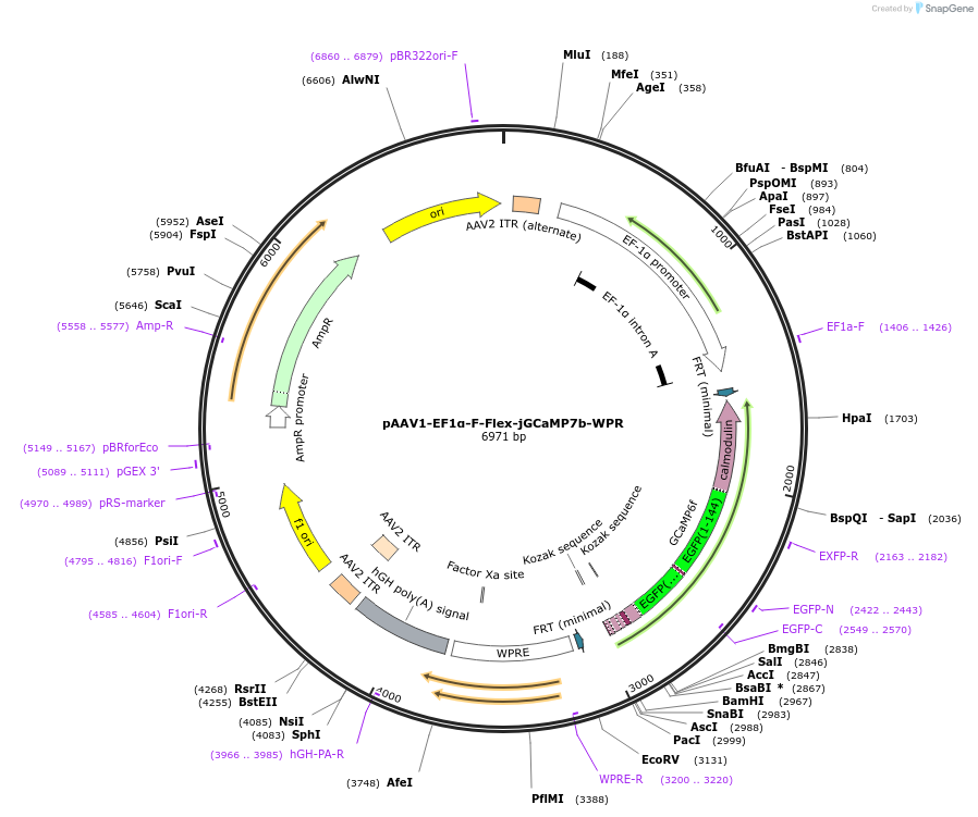 171689-plasmid-map-sequence-id-337637