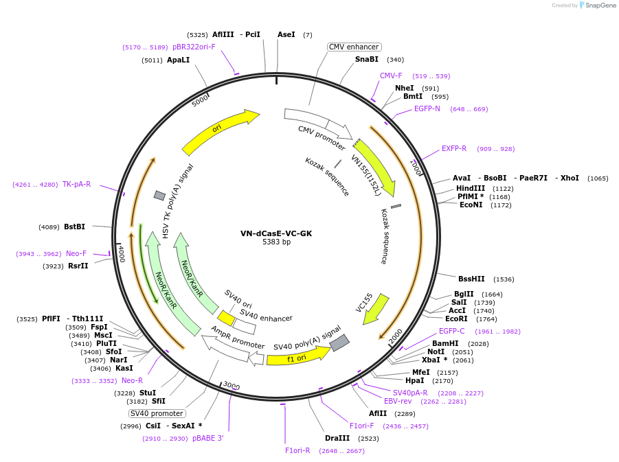 164277-plasmid-map-sequence-id-337641
