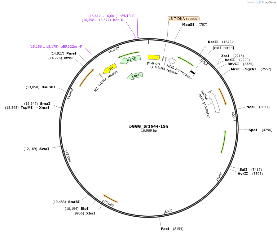 164087-plasmid-map-sequence-id-337652