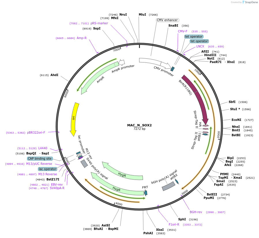 167794-plasmid-map-sequence-id-337655