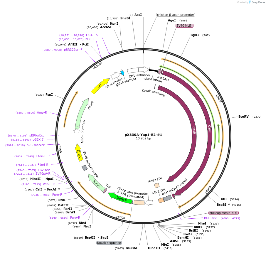 171518-plasmid-map-sequence-id-337688