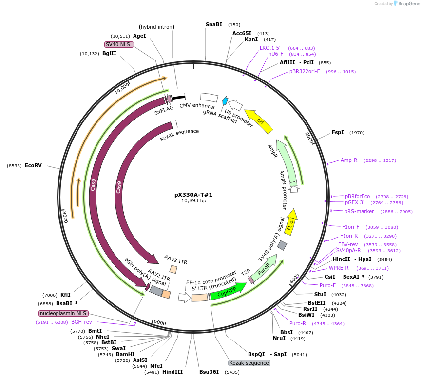 171515-plasmid-map-sequence-id-337689