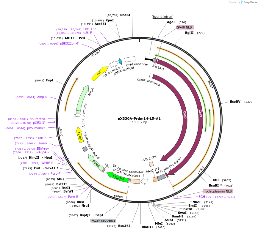 171513-plasmid-map-sequence-id-337695