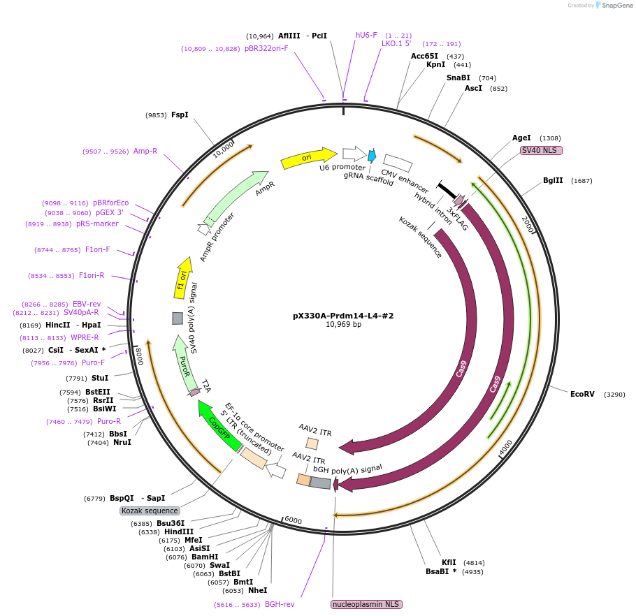 171512-plasmid-map-sequence-id-337696