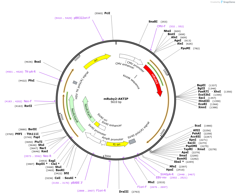 171942-plasmid-map-sequence-id-337700