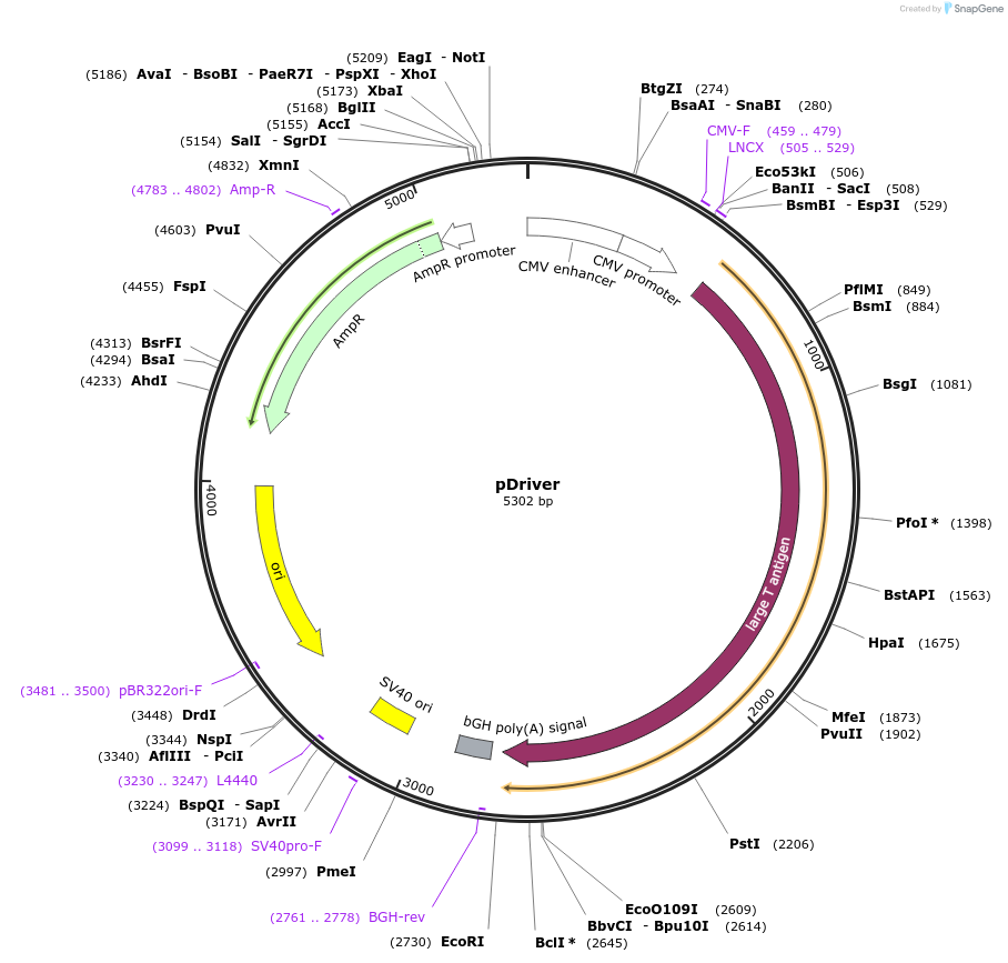 165149-plasmid-map-sequence-id-337702