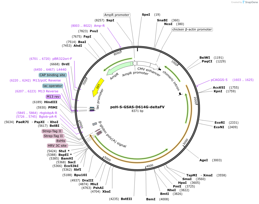 171743-plasmid-map-sequence-id-337714
