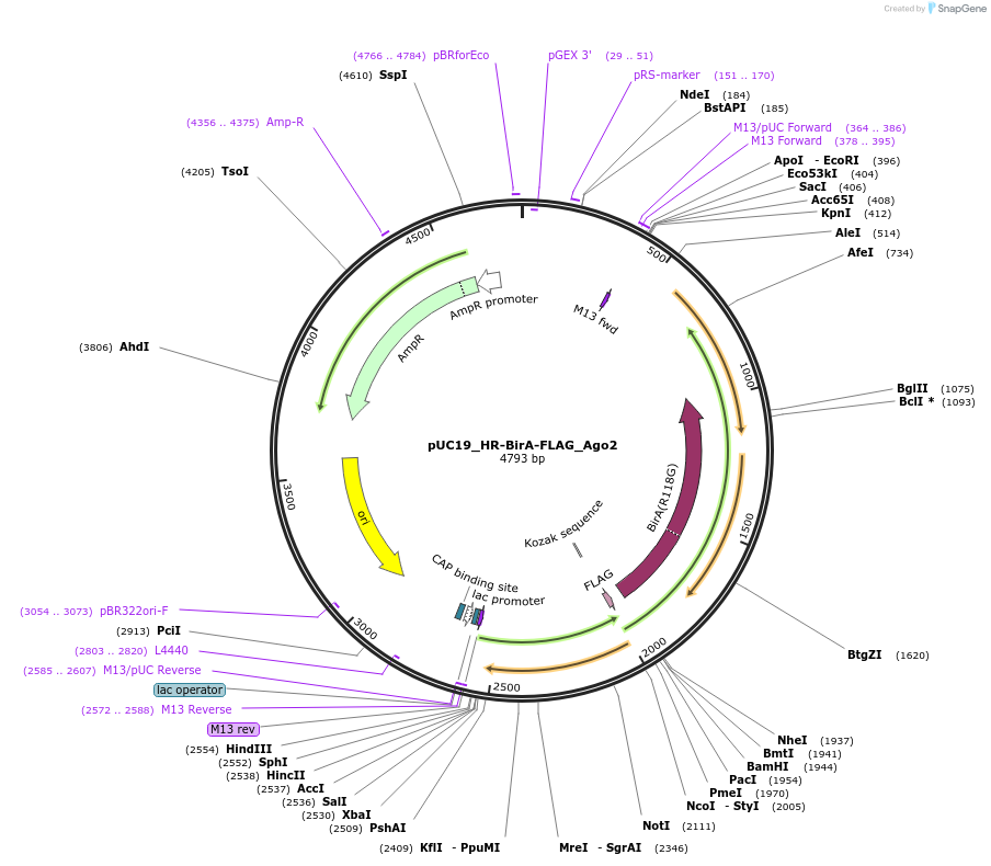 170918-plasmid-map-sequence-id-337716