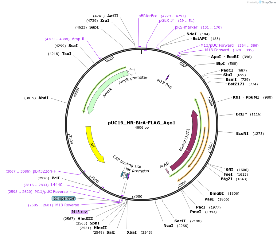 170919-plasmid-map-sequence-id-337721