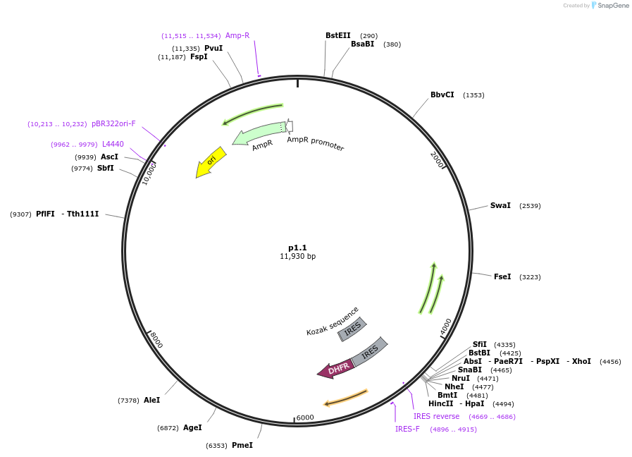 162737-plasmid-map-sequence-id-337723