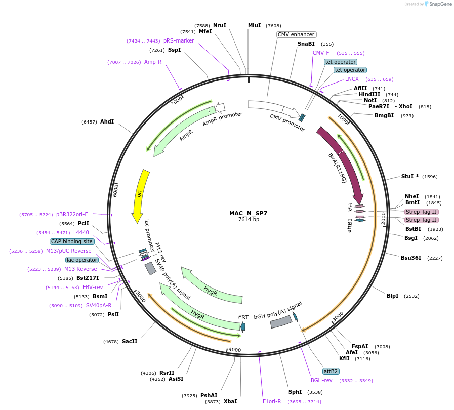 167798-plasmid-map-sequence-id-337726
