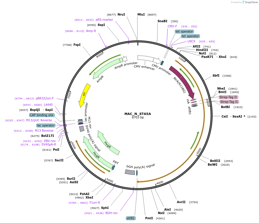 167799-plasmid-map-sequence-id-337727