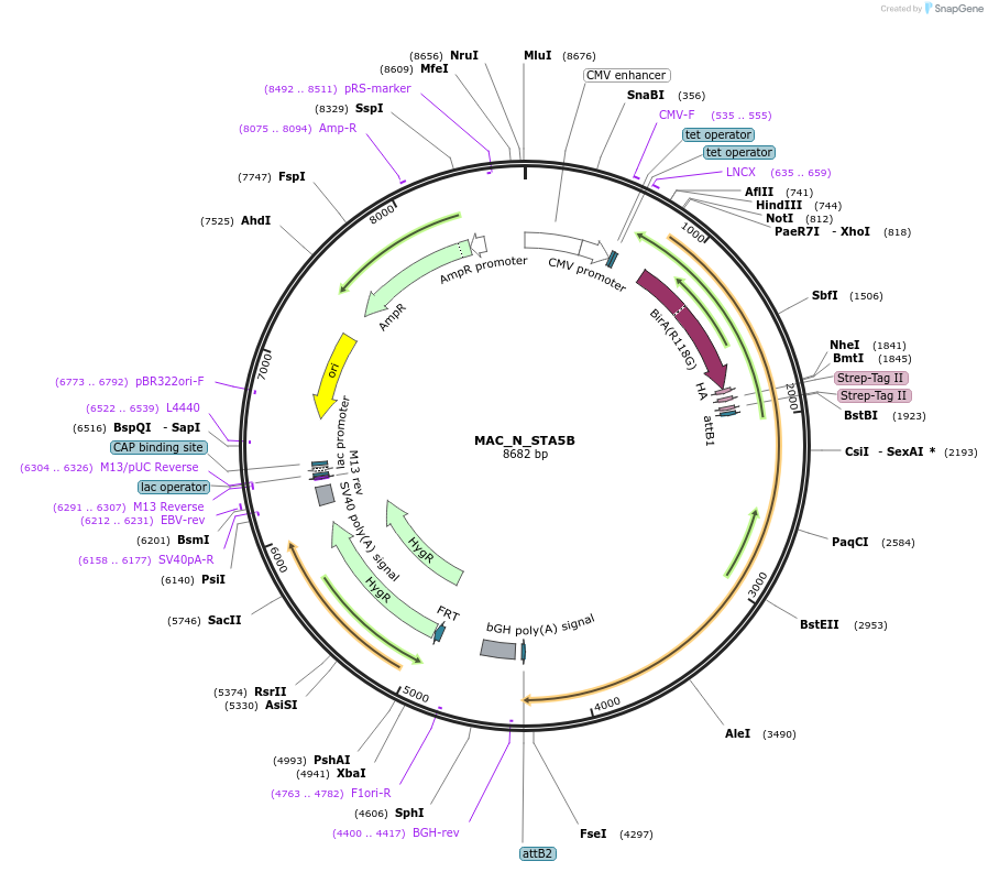 167800-plasmid-map-sequence-id-337728