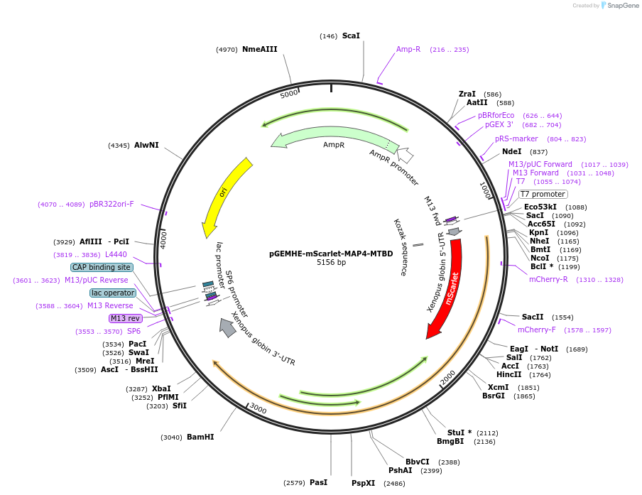 171488-plasmid-map-sequence-id-337730