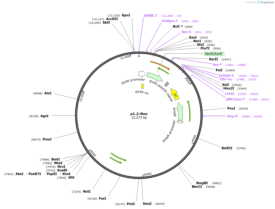 162739-plasmid-map-sequence-id-337731