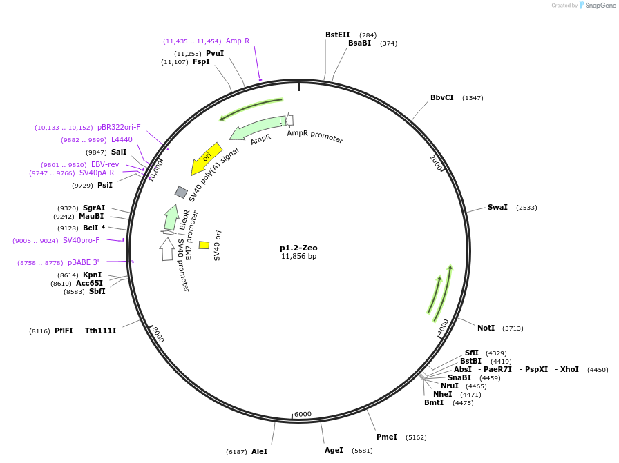 162740-plasmid-map-sequence-id-337732