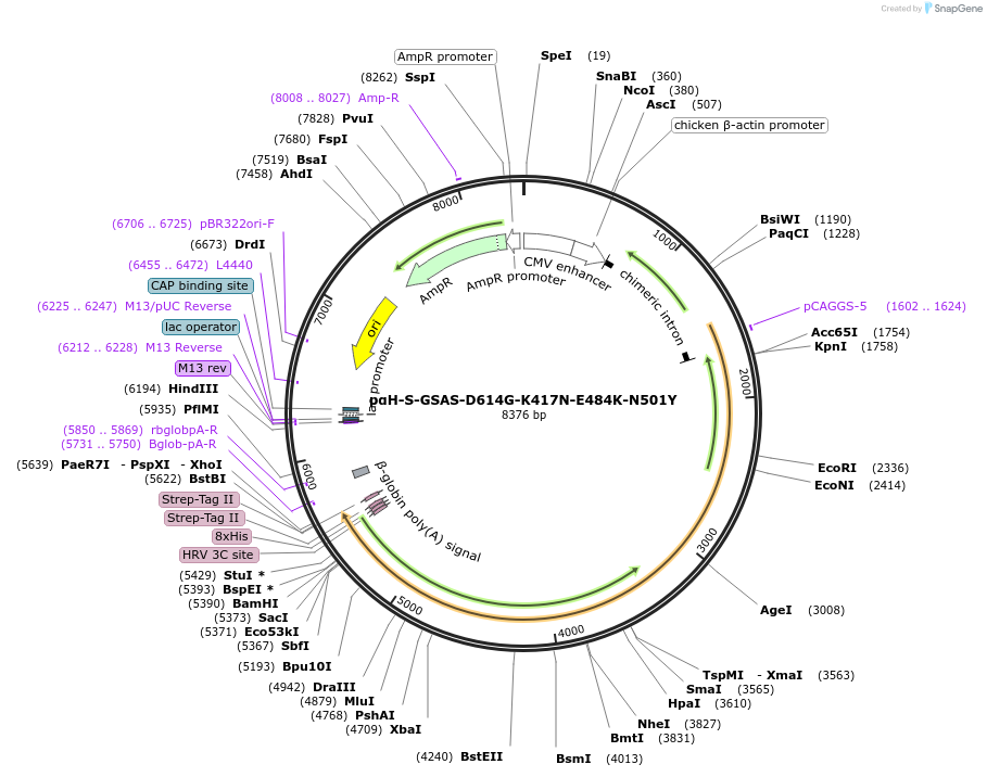 171750-plasmid-map-sequence-id-337761