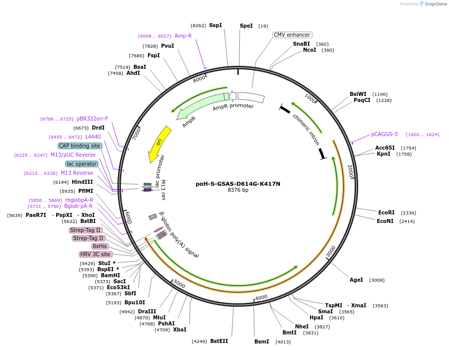 171752-plasmid-map-sequence-id-337762