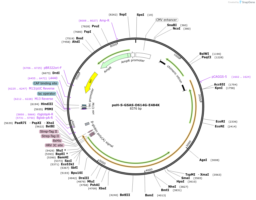 171751-plasmid-map-sequence-id-337763