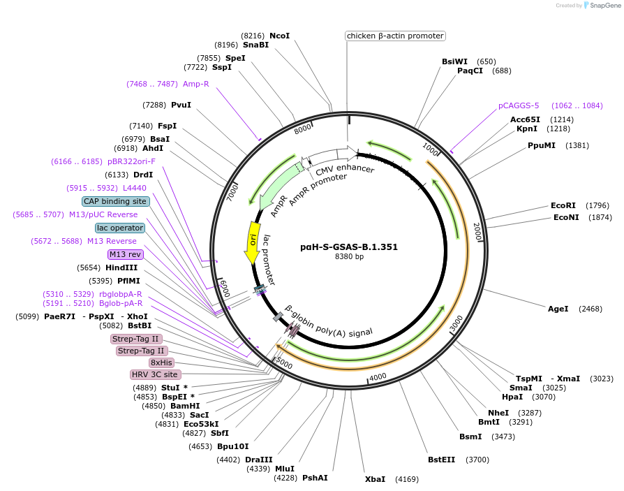 171749-plasmid-map-sequence-id-337764