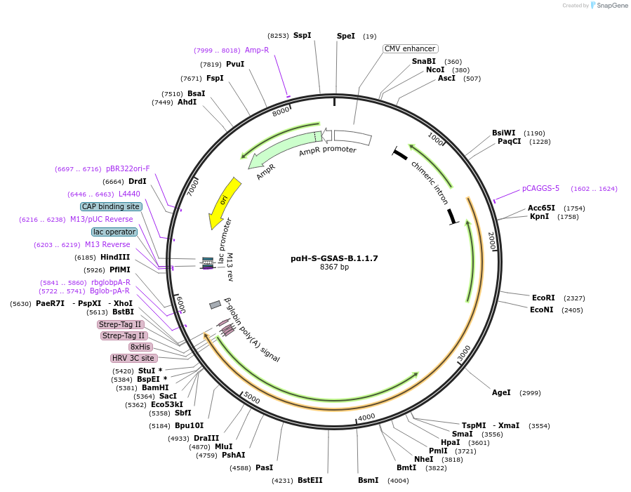 171747-plasmid-map-sequence-id-337765