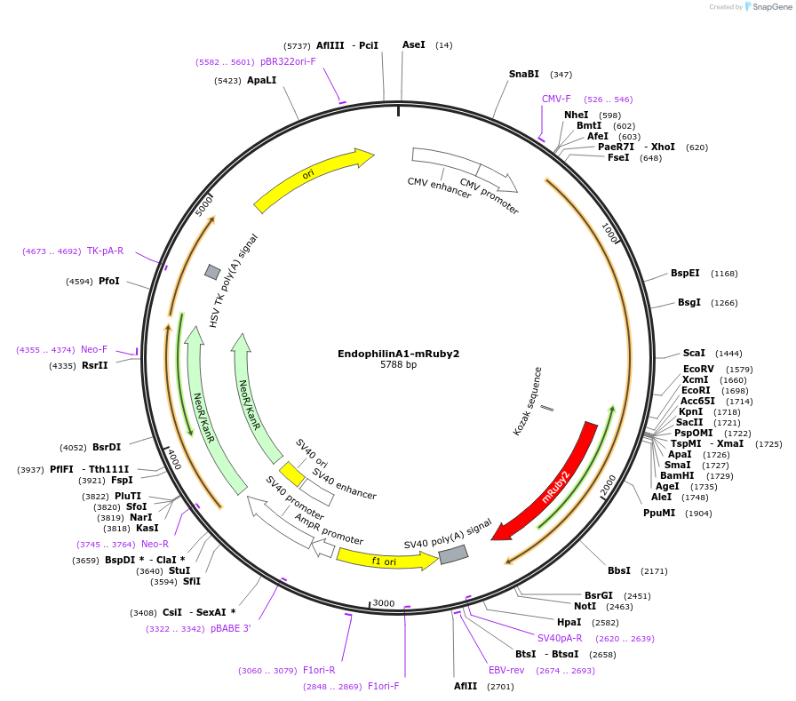 171945-plasmid-map-sequence-id-337775