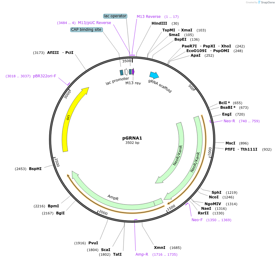 169778-plasmid-map-sequence-id-337780