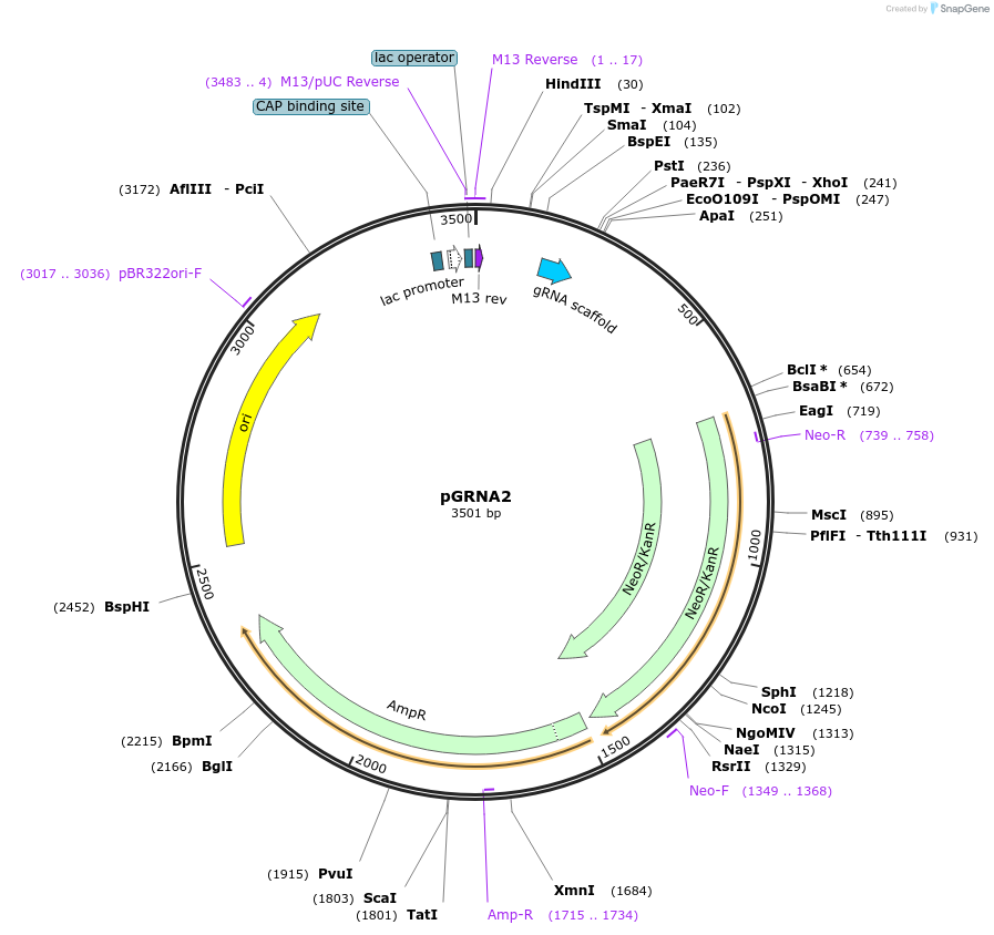 169779-plasmid-map-sequence-id-337781