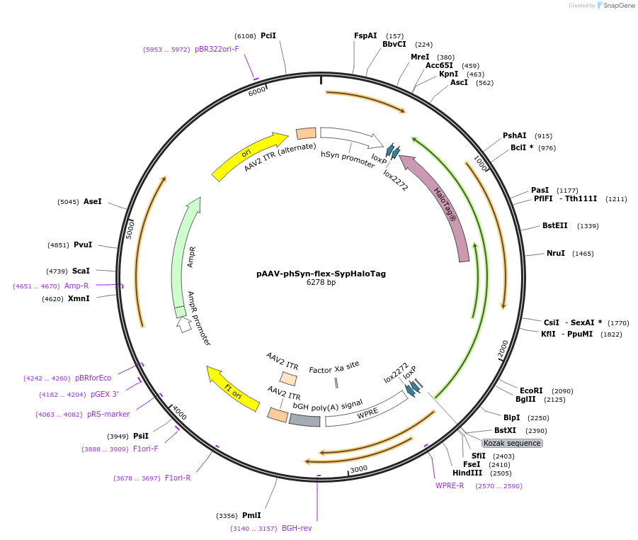 172280-plasmid-map-sequence-id-337805