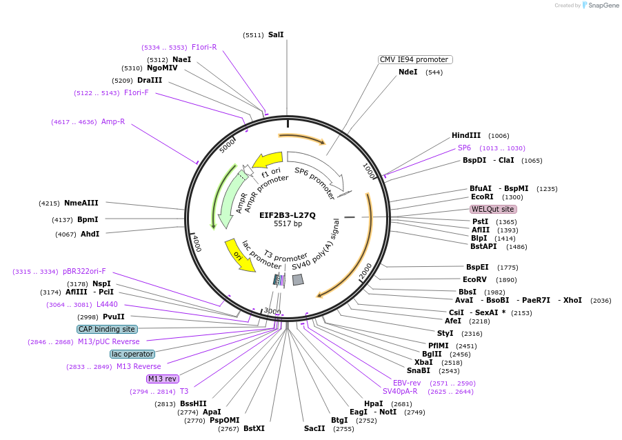 172074-plasmid-map-sequence-id-337813