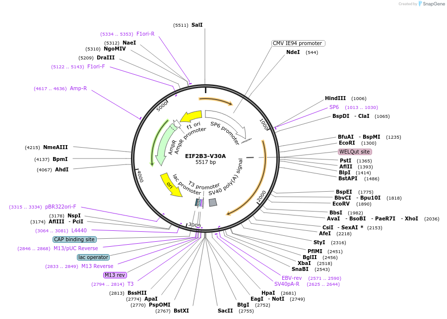 172075-plasmid-map-sequence-id-337814
