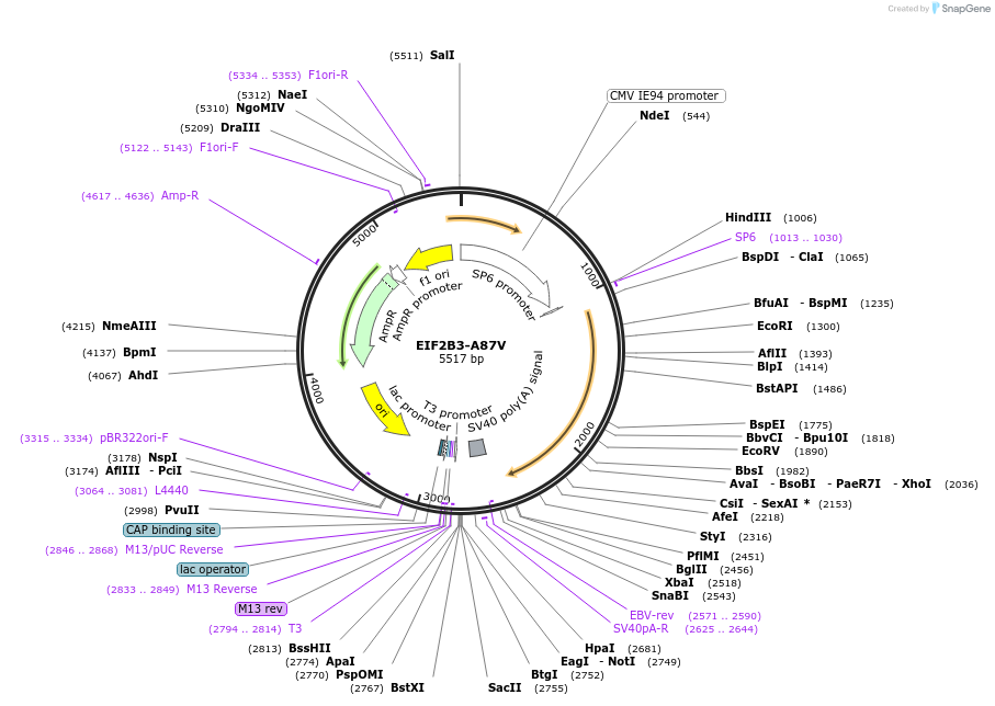 172079-plasmid-map-sequence-id-337818