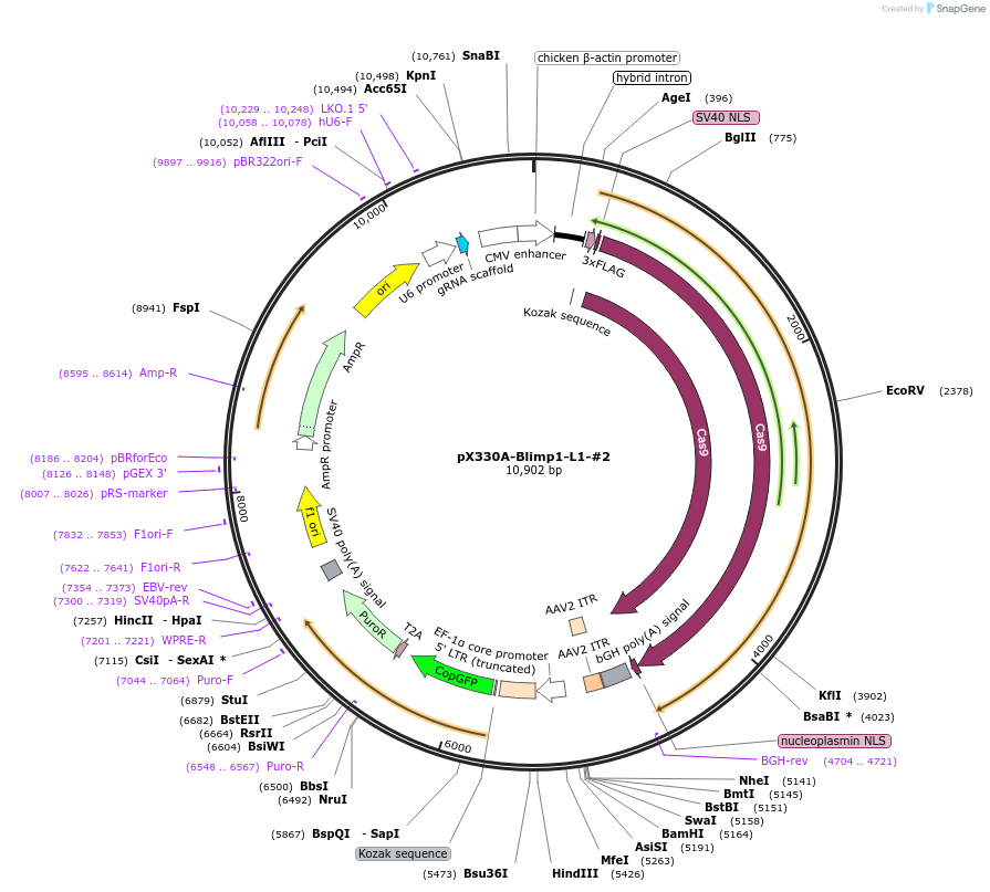 171504-plasmid-map-sequence-id-337830