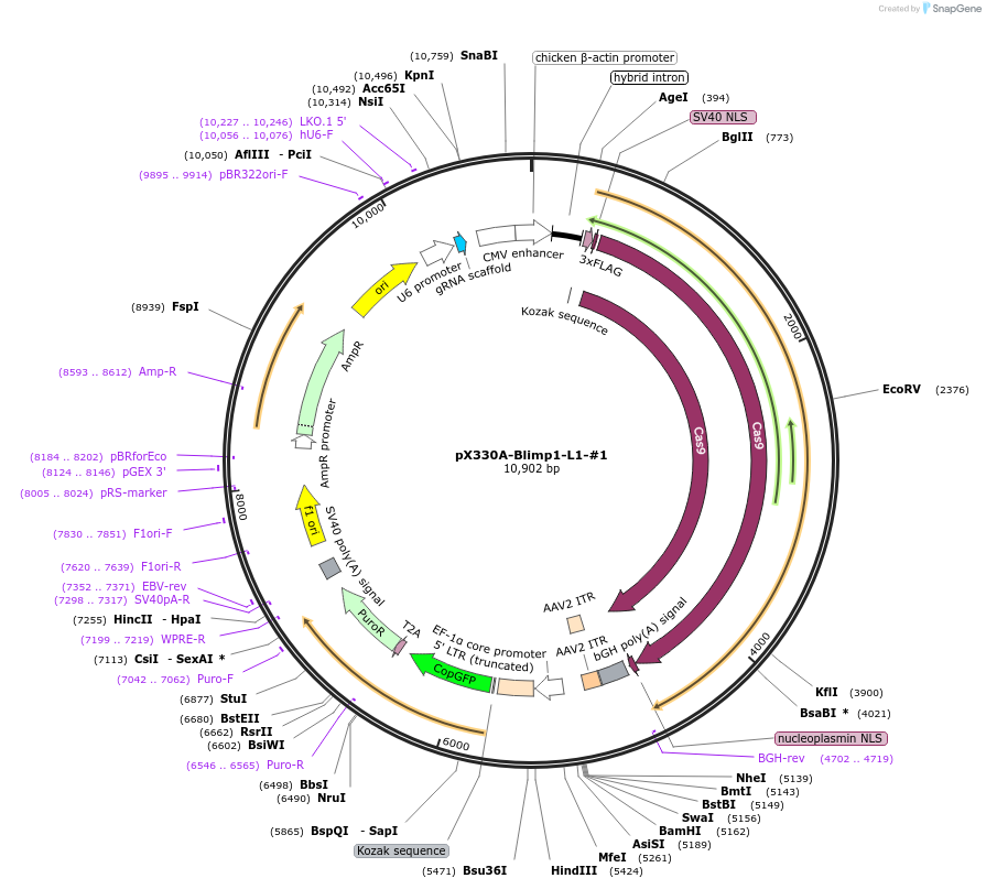171503-plasmid-map-sequence-id-337831