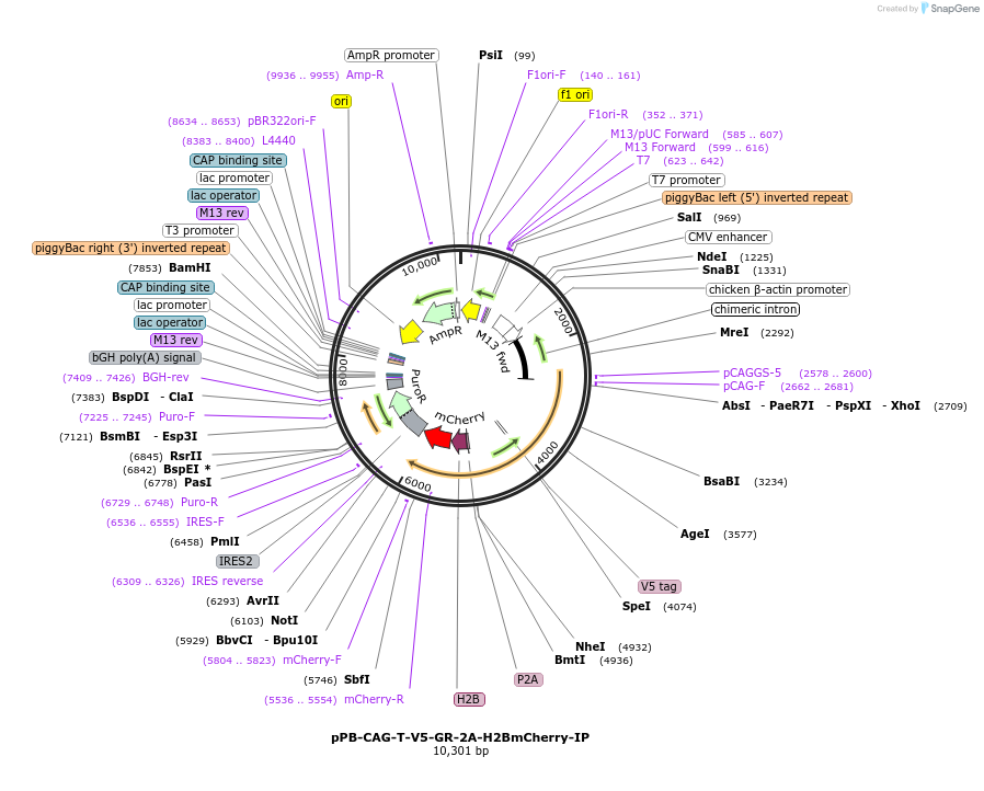 171500-plasmid-map-sequence-id-337834
