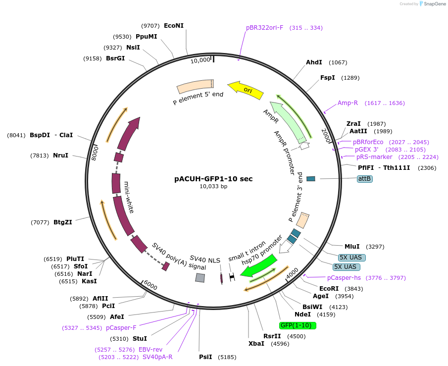 172062-plasmid-map-sequence-id-337878