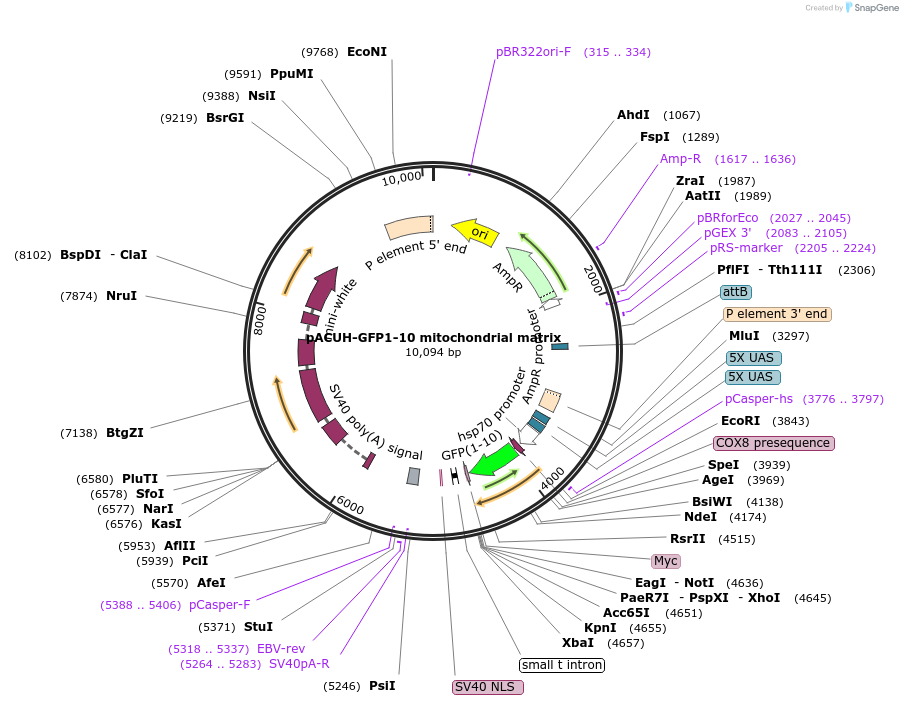 172063-plasmid-map-sequence-id-337880