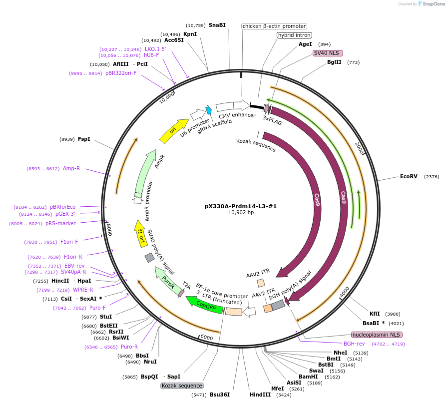 171509-plasmid-map-sequence-id-337883