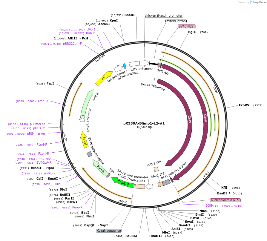 171505-plasmid-map-sequence-id-337884