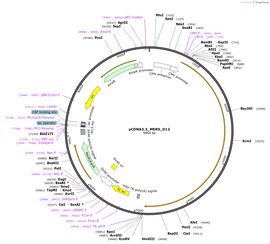 170448-plasmid-map-sequence-id-337886